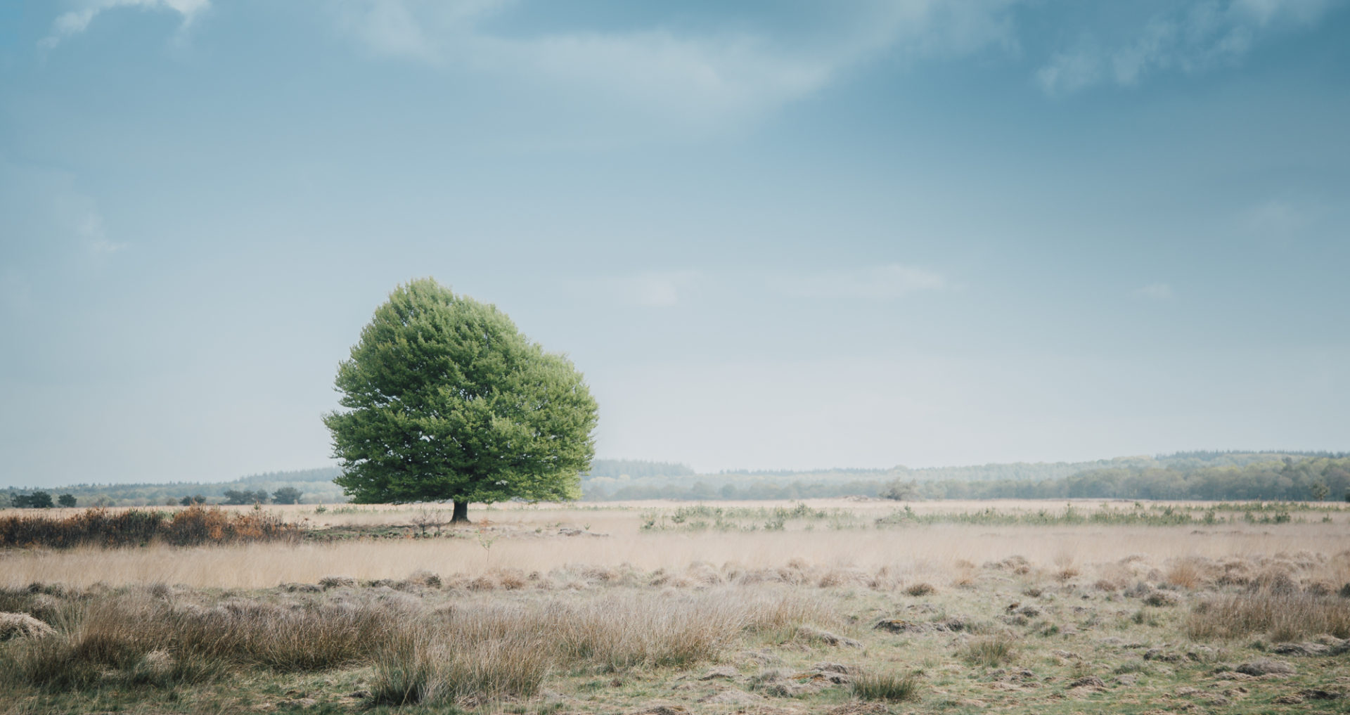 Nationalpark "De Hoge Veluwe"